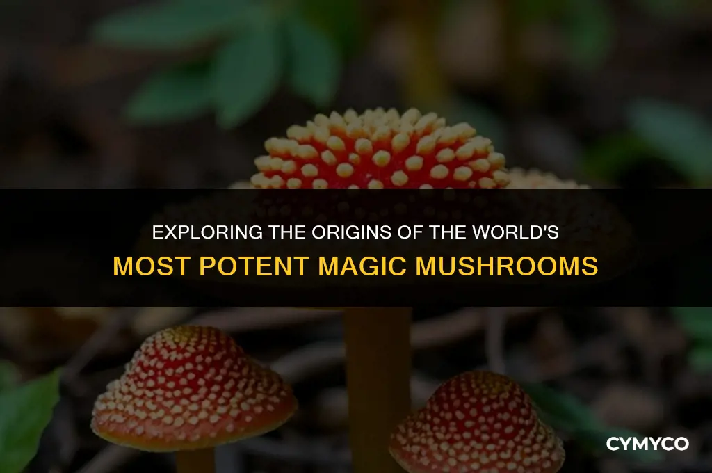 where do the best magic mushrooms come from