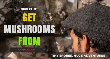 Exploring the Origins: Where Do Mushrooms Come From?