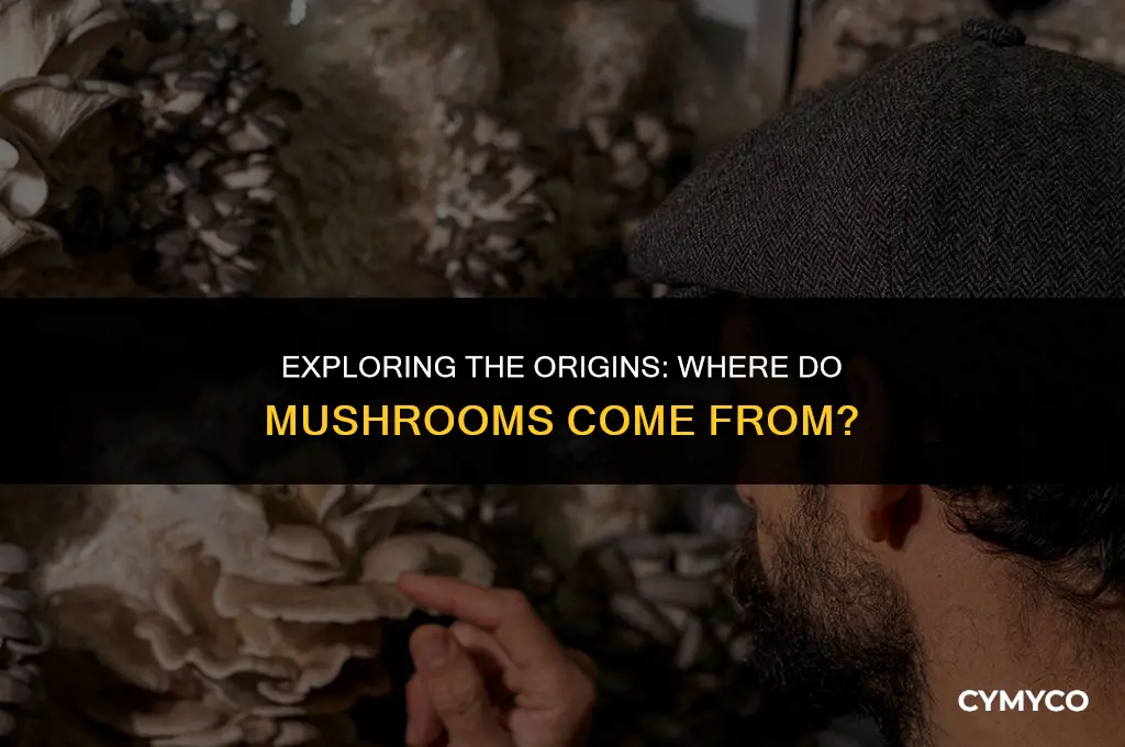 where do they get mushrooms from
