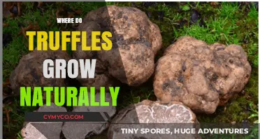 Exploring the Natural Habitats of Truffles: A Gourmet's Guide