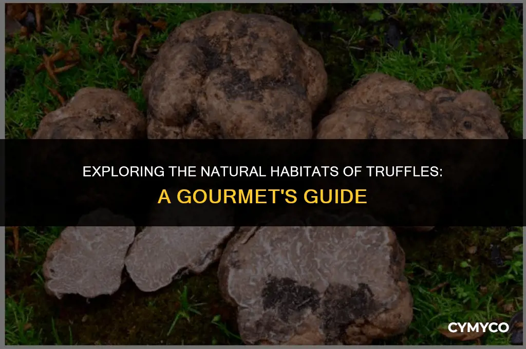 where do truffles grow naturally