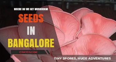 Exploring Bangalore's Best Spots for Mushroom Seeds: A Comprehensive Guide