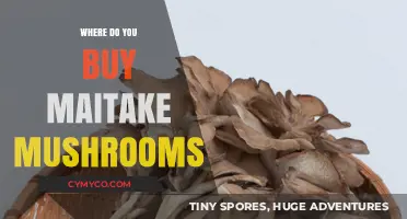 Exploring the Best Sources for Maitake Mushrooms: A Comprehensive Guide