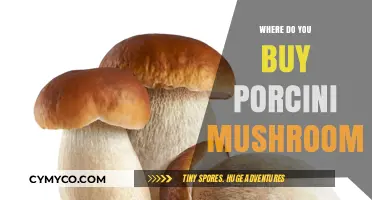 Where to Find Fresh Porcini Mushrooms: A Buyer's Guide