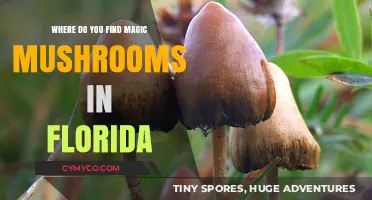 Exploring Florida's Psychedelic Scene: A Guide to Magic Mushrooms