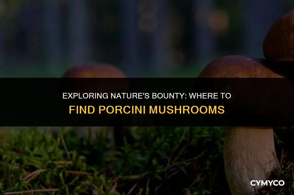 where do you find mushrooms porcini