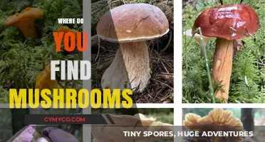 Exploring Nature's Bounty: A Guide to Finding Wild Mushrooms