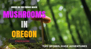 Exploring Oregon's Enchanted Forests: A Guide to Foraging Magic Mushrooms