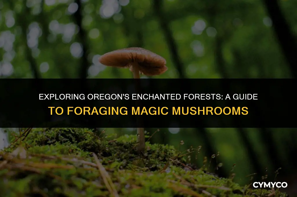 where do you forage magic mushrooms in oregon