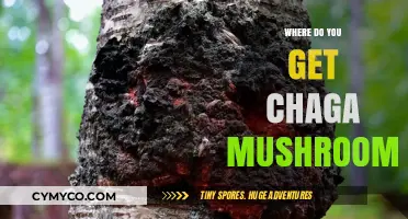 Exploring the Best Sources for Chaga Mushrooms: A Comprehensive Guide