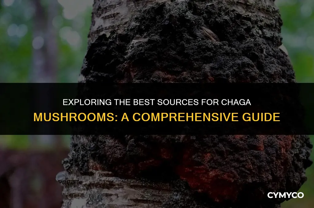 where do you get chaga mushrooms