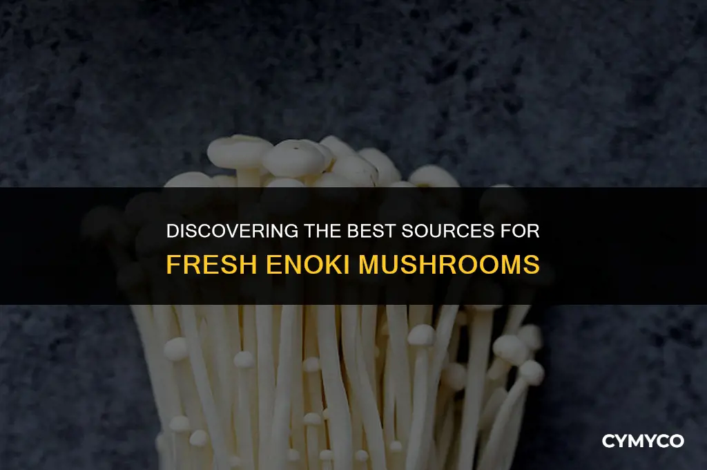 where do you get enoki mushrooms