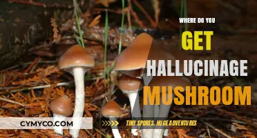 Exploring the Origins: A Guide to Hallucinogenic Mushrooms