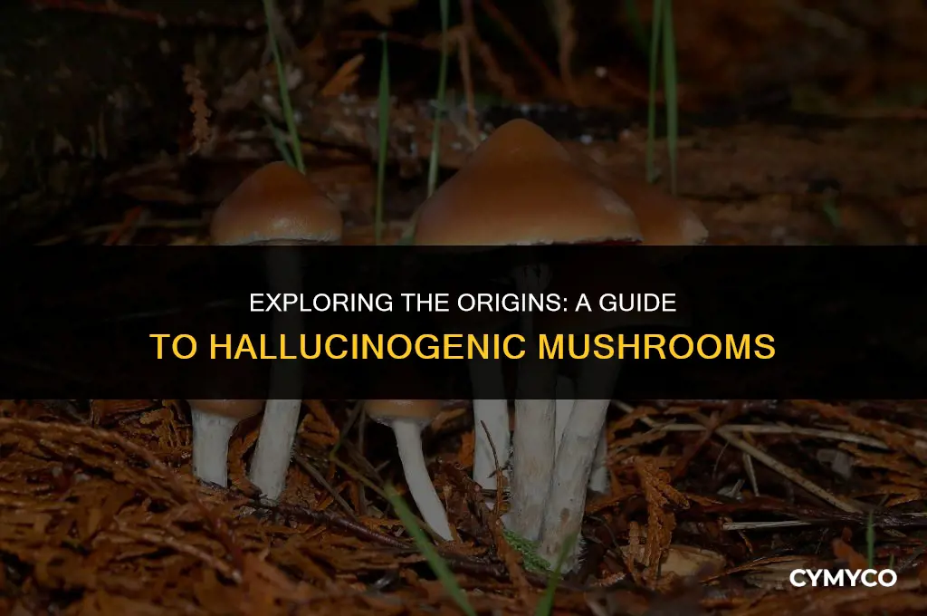 where do you get hallucinagenic mushrooms