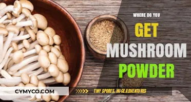 Exploring the Best Sources for High-Quality Mushroom Powder