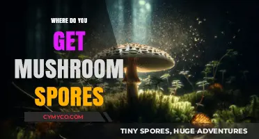 Exploring the Origins: A Guide to Sourcing Mushroom Spores
