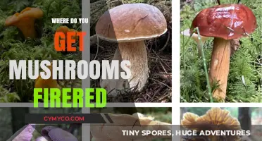 Savoring the Hunt: Where to Find the Best Wild Mushrooms