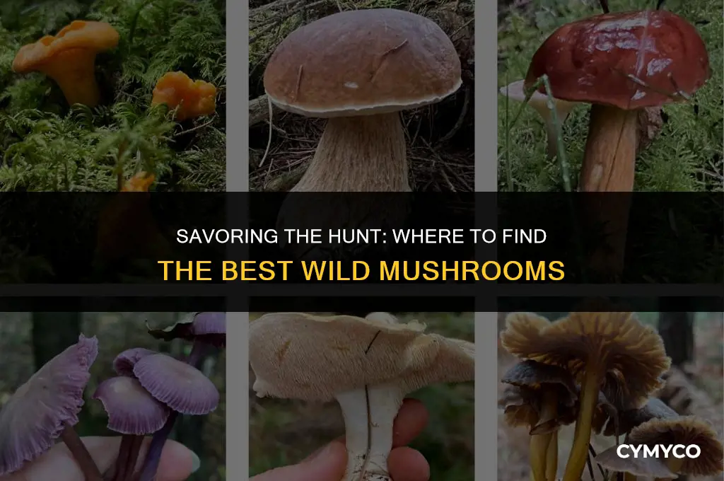 where do you get mushrooms firered