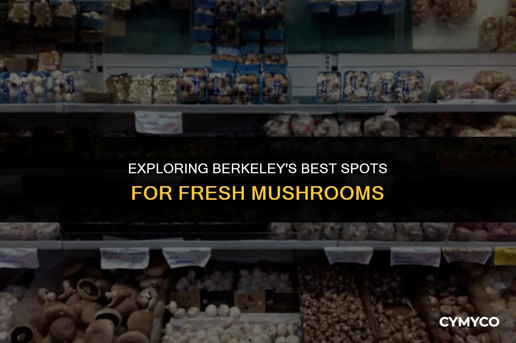where do you get mushrooms in berkeley