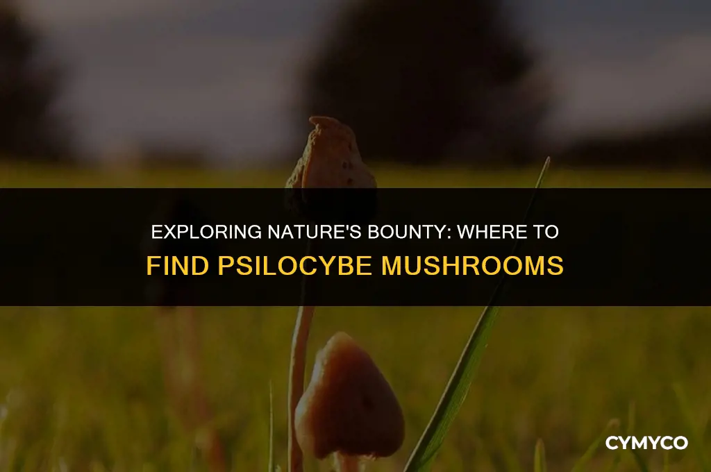 where do you get psilocybe mushrooms