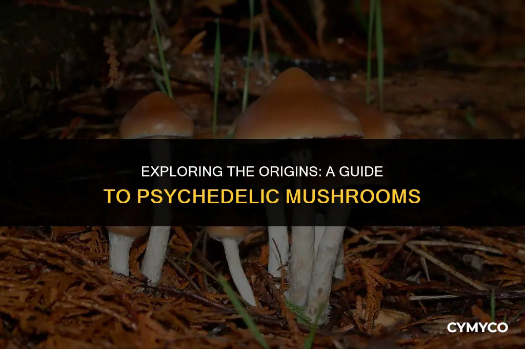 where do you get psychedelic mushrooms