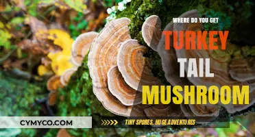 Exploring Nature's Bounty: Where to Find Turkey Tail Mushrooms