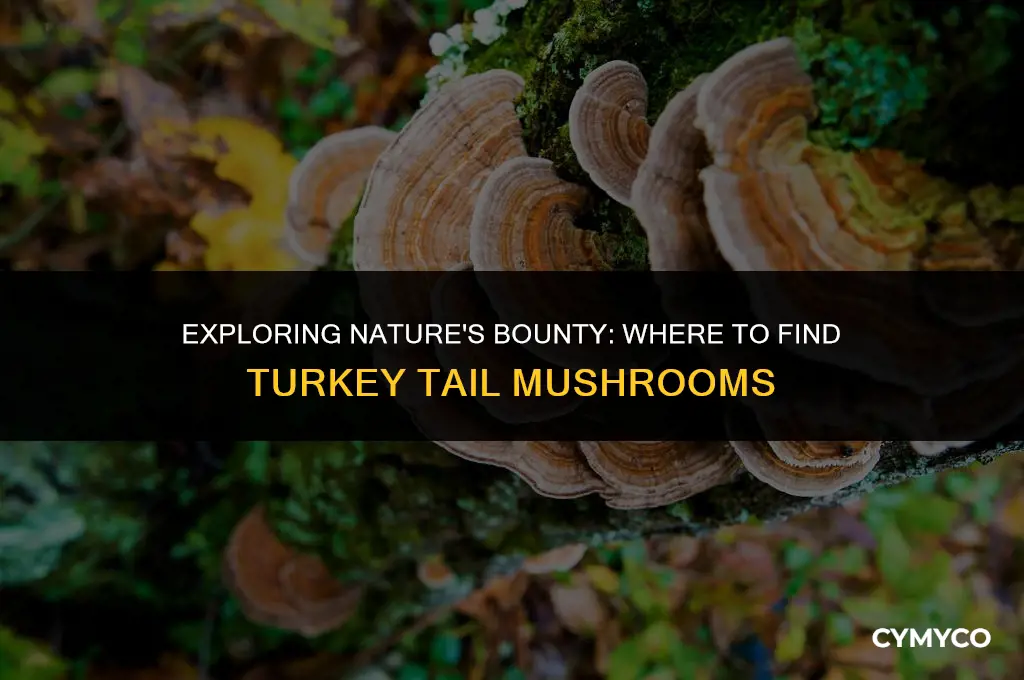 where do you get turkey tail mushrooms