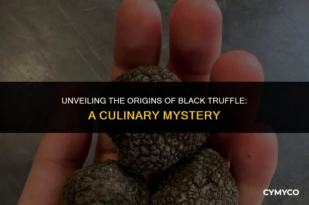 where does black truffle come from