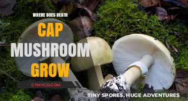 Exploring the Deadly Habitat: Where Death Cap Mushrooms Thrive