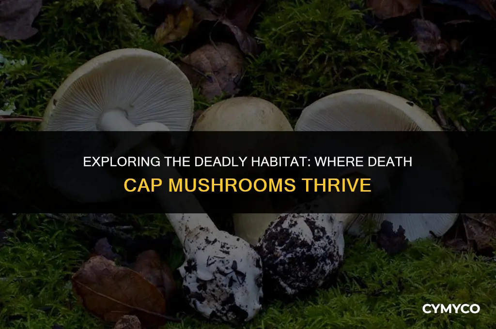 where does death cap mushroom grow
