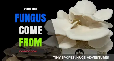 Unveiling the Origins: A Journey into the World of Fungi