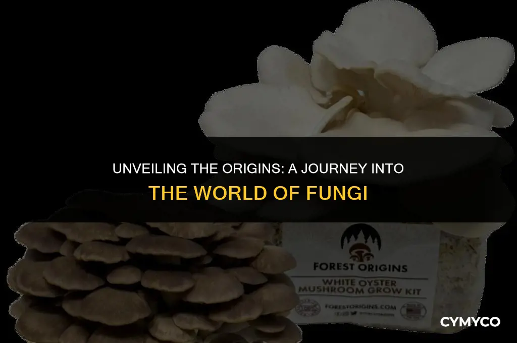 where does fungus come from