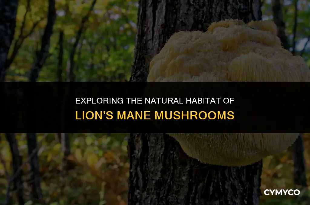 where does lion mane mushrooms grow