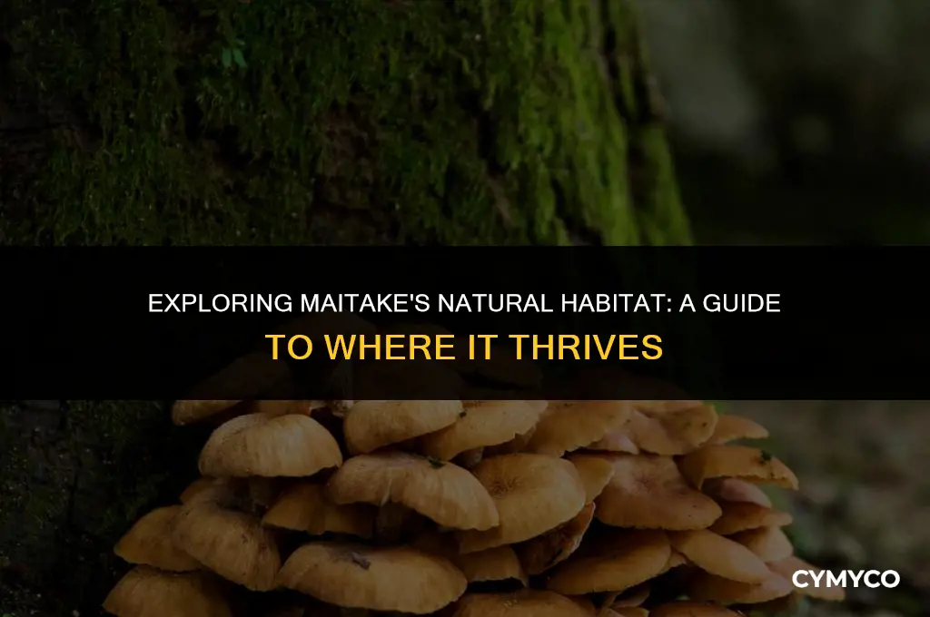 where does maitake grow