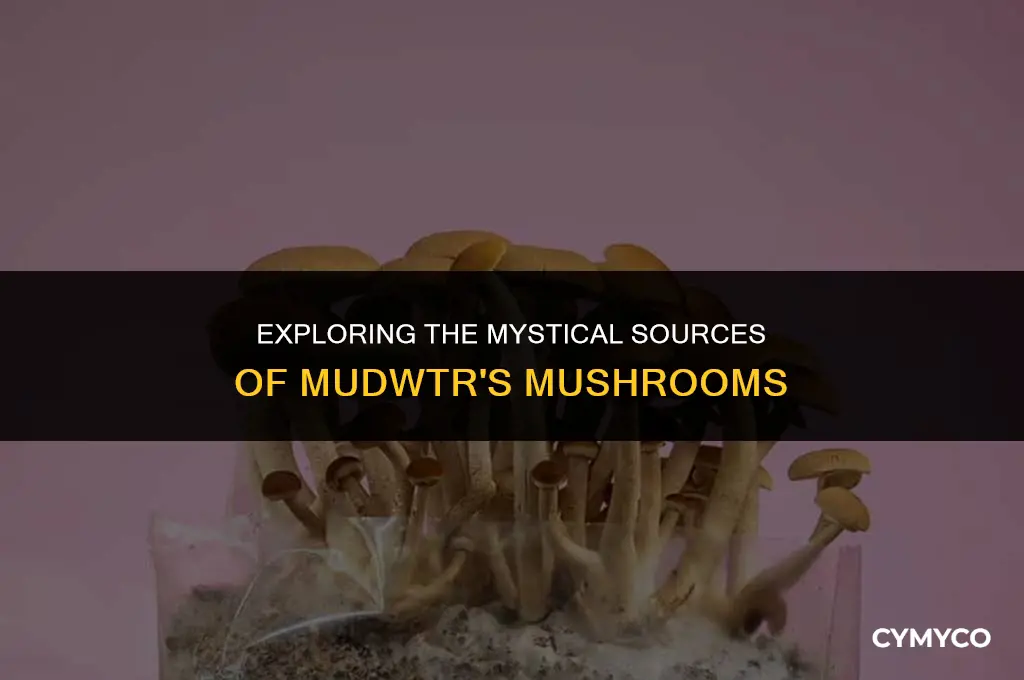 where does mudwtr get their mushrooms