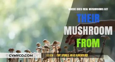 Nature's Bounty: Unveiling the Origins of Real Mushrooms