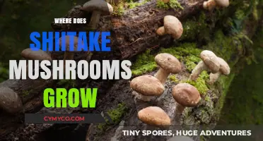 Exploring the Natural Habitat of Shiitake Mushrooms: A Comprehensive Guide