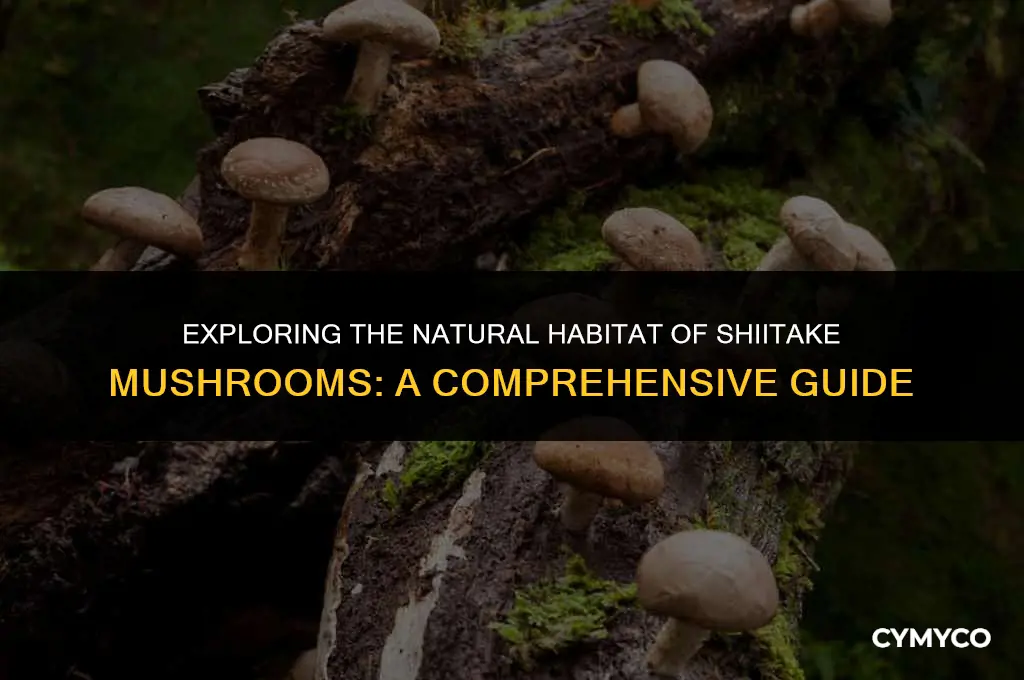 where does shiitake mushrooms grow