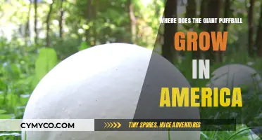 Exploring the Habitat of the Giant Puffball in America