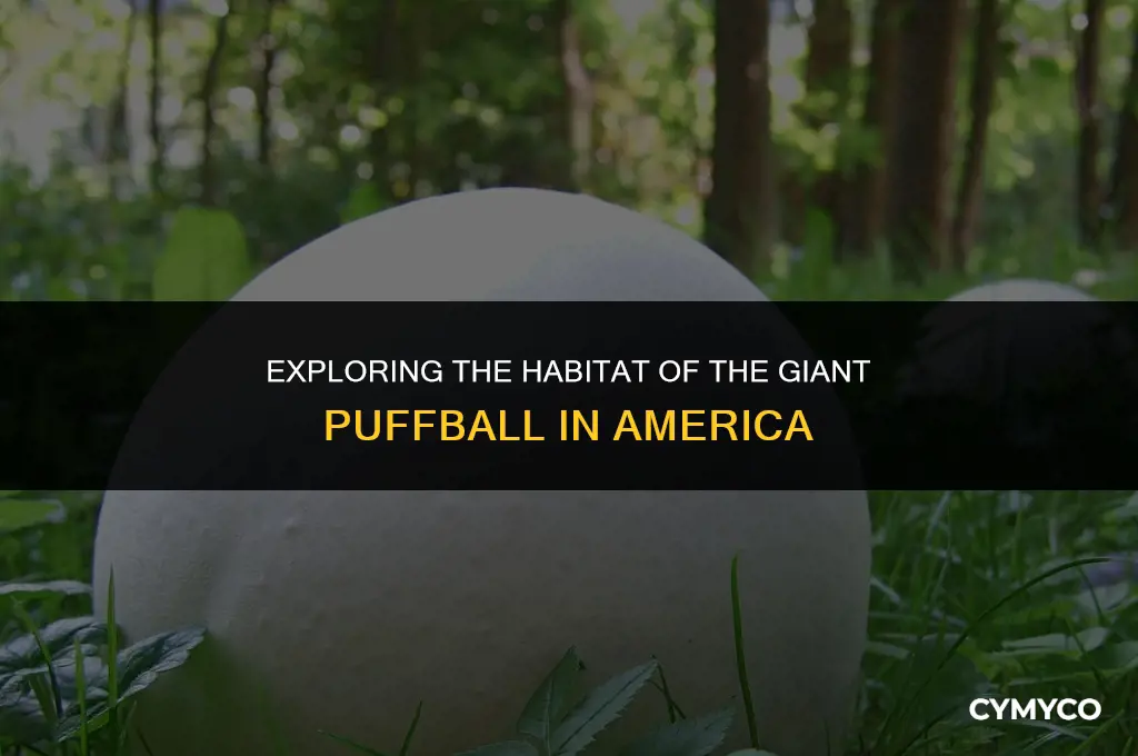 where does the giant puffball grow in america