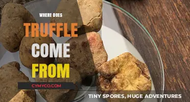 Unveiling the Origins: A Journey into Truffle's Homeland