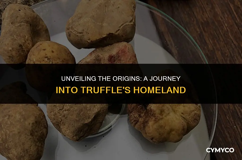 where does truffle come from