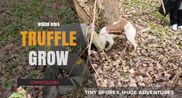 Exploring the Elusive Truffle: A Journey into the Earth's Hidden Treasures