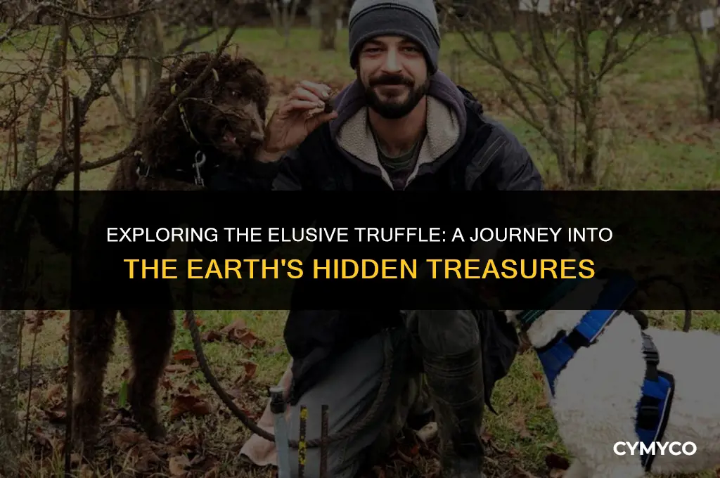 where does truffle grow