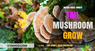 Exploring the Natural Habitat of Turkey Tail Mushrooms