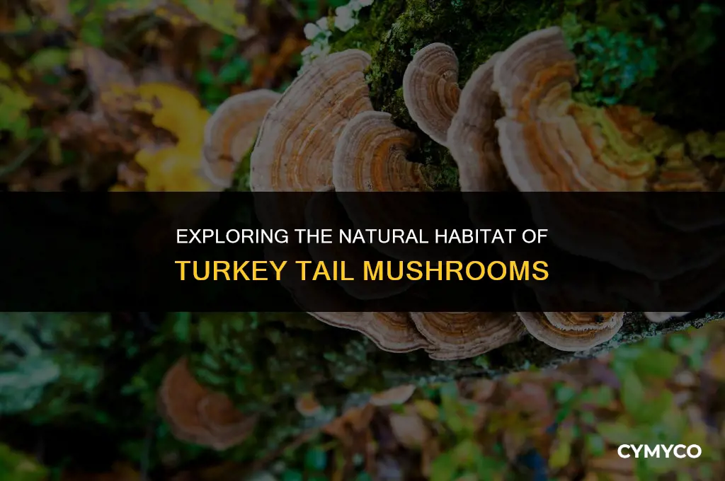 where does turkey tail mushroom grow