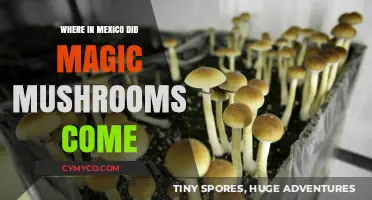 Exploring the Origins: Magic Mushrooms' Journey from Mexico