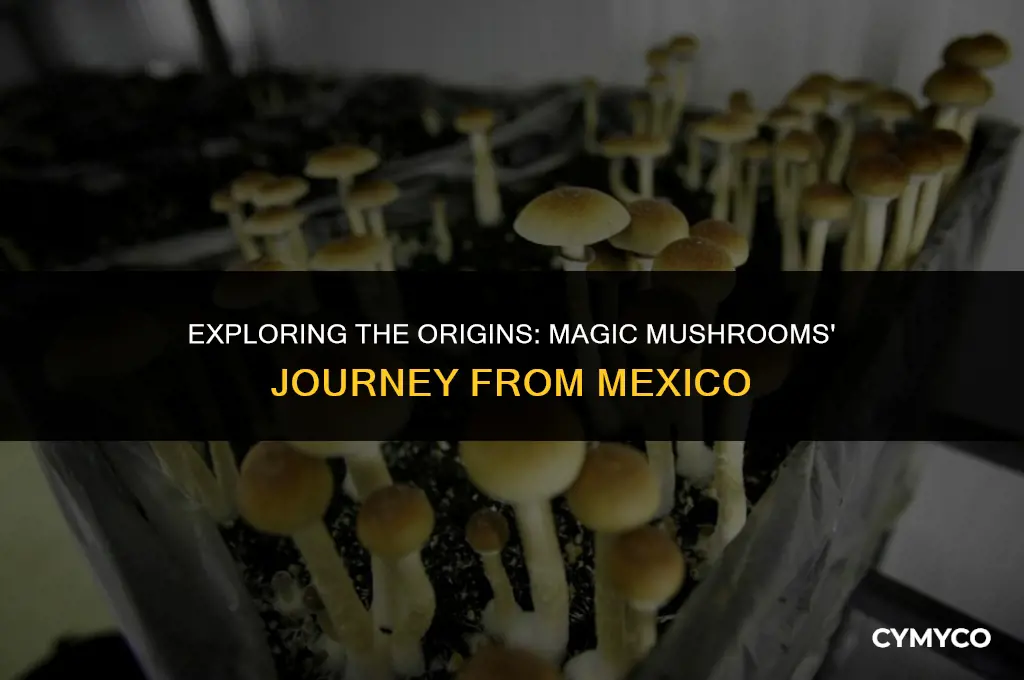 where in mexico did magic mushrooms come