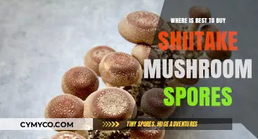 Where to Buy Shiitake Mushroom Spores: A Comprehensive Guide