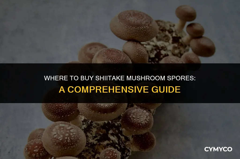 where is best to buy shiitake mushroom spores